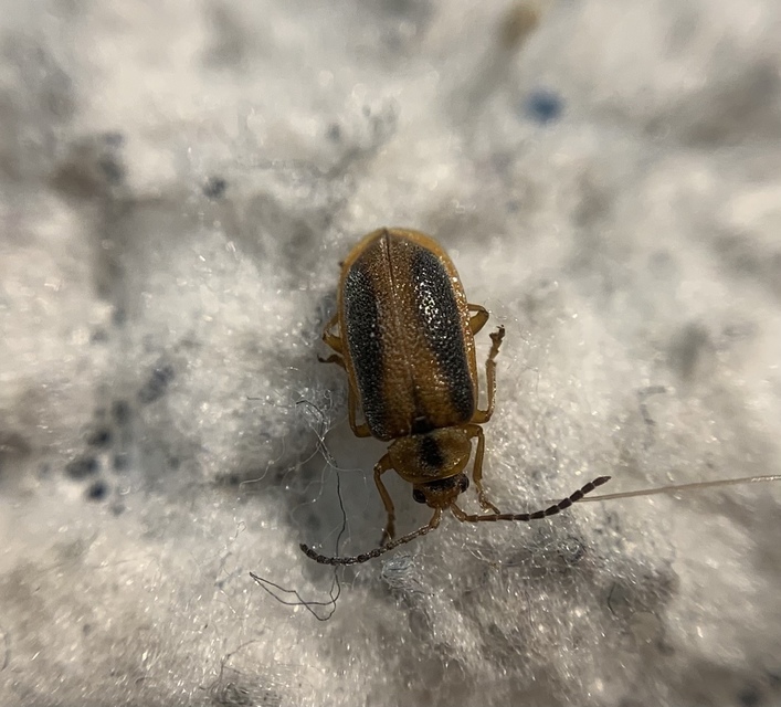 Galerucella calmariensis