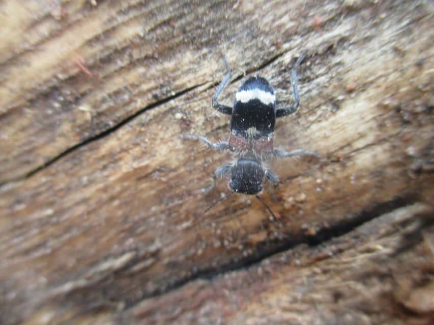 Clerus mutillarius - feketenyakú szúfarkas