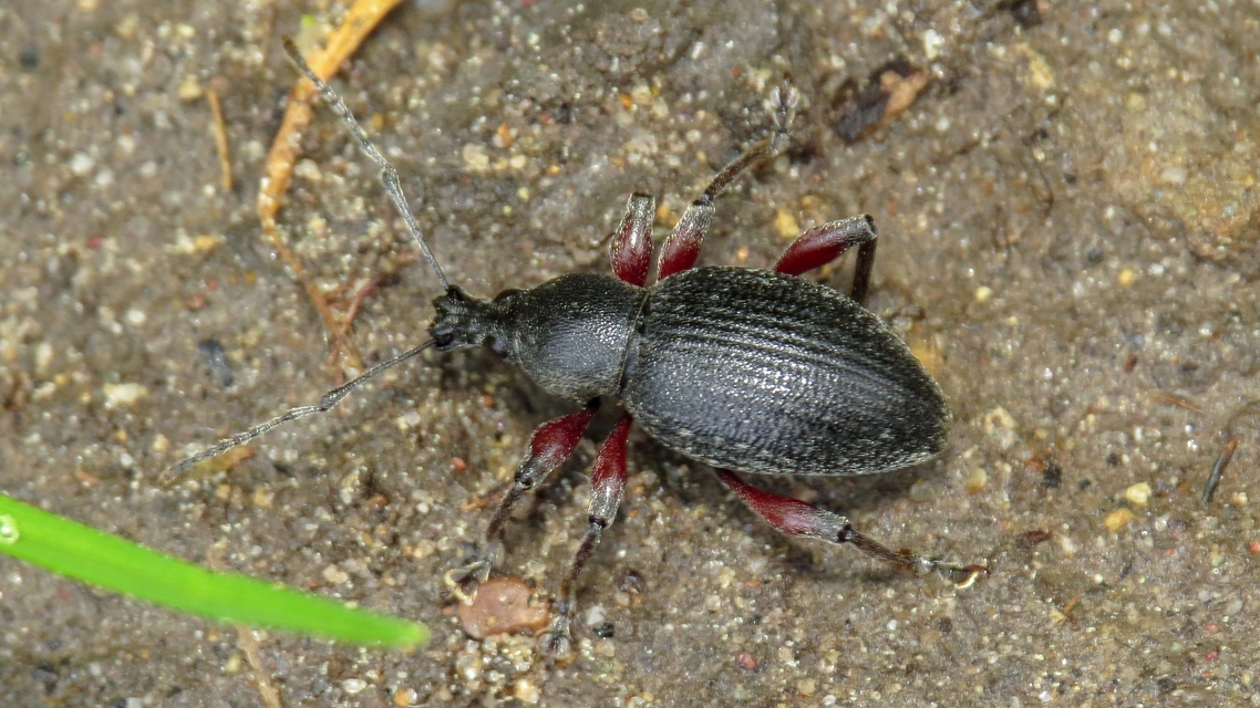 Otiorhynchus hungaricus - magyar gyalogormányos