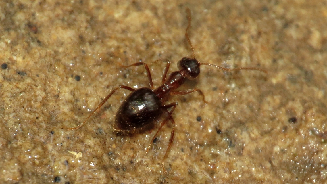 Prenolepis nitens - ragyogóhangya