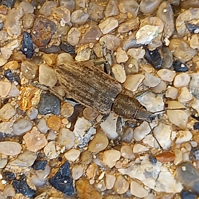 Tanymecus palliatus - közönséges hegyesfarúbarkó
