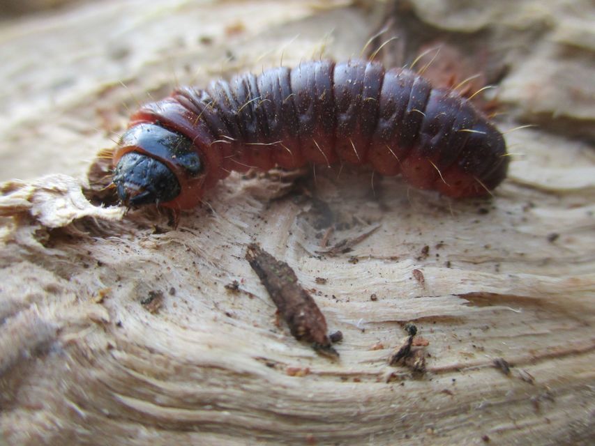 Cossus cossus - fűzfarontólepke