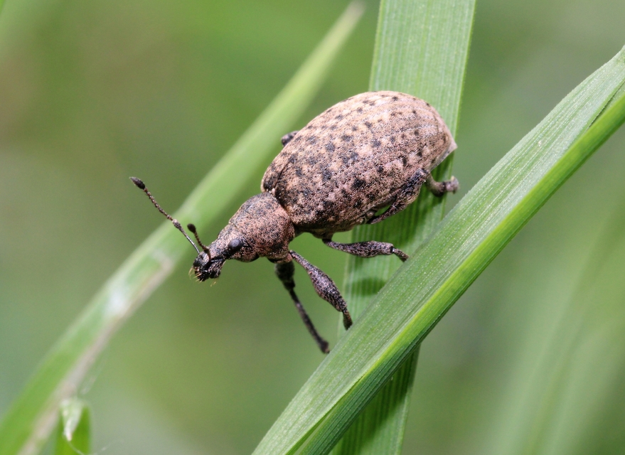 Liophloeus tessulatus - kockás barabolyormányos