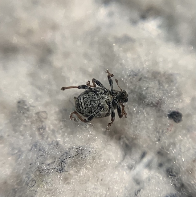 Pelenomus commari - közönséges keserűfű-ormányos
