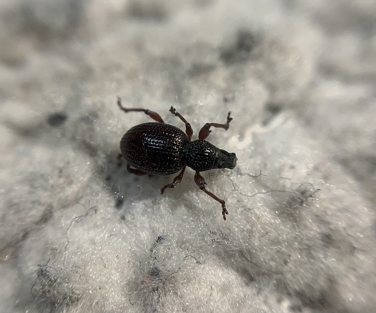 Otiorhynchus ovatus - apró gyalogormányos