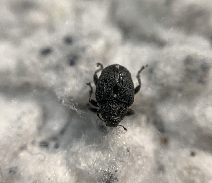 Stenocarus ruficornis - mákgyökérormányos