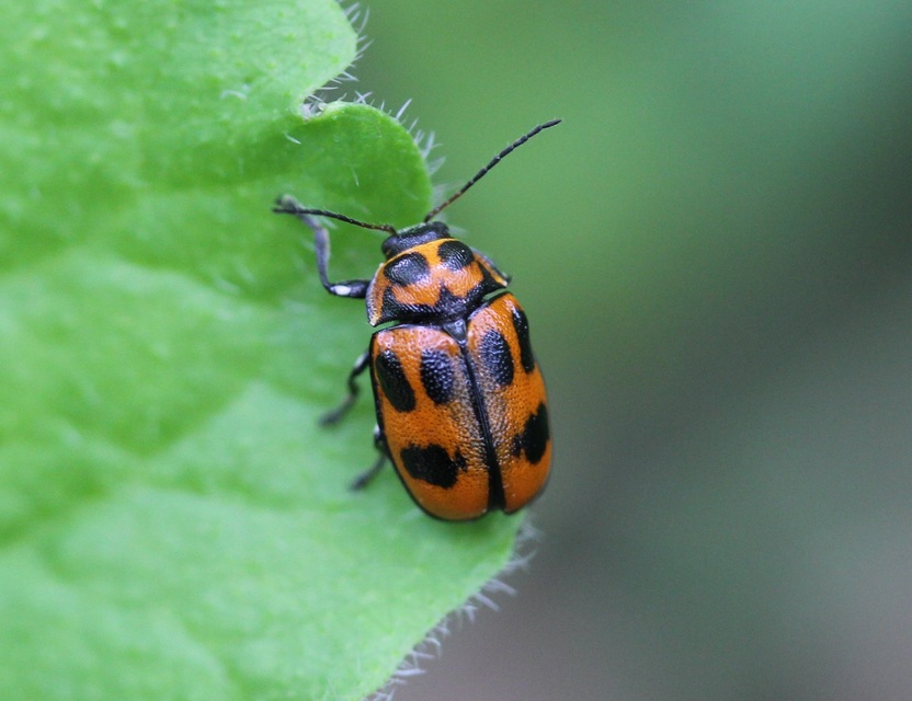 Cryptocephalus sexpunctatus - hatfoltos zömökbogár Cryptocephalus sexpunctatus - hatfoltos zömökbogár