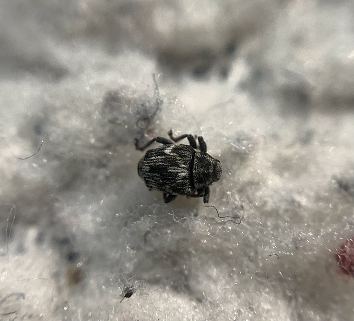 Microplontus triangulum - rajzos cickafarkormányos