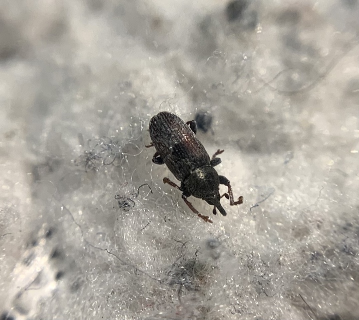 Tychius cuprifer - rezesbarna tímárormányos