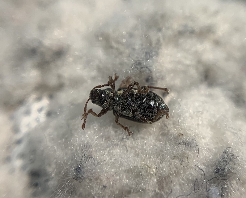 Phyllobius viridicollis - zömöklevélormányos