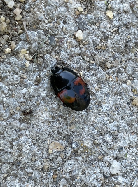 Hister quadrimaculatus - közönséges sutabogár