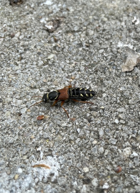 Staphylinus caesareus - aranysujtásos holyva