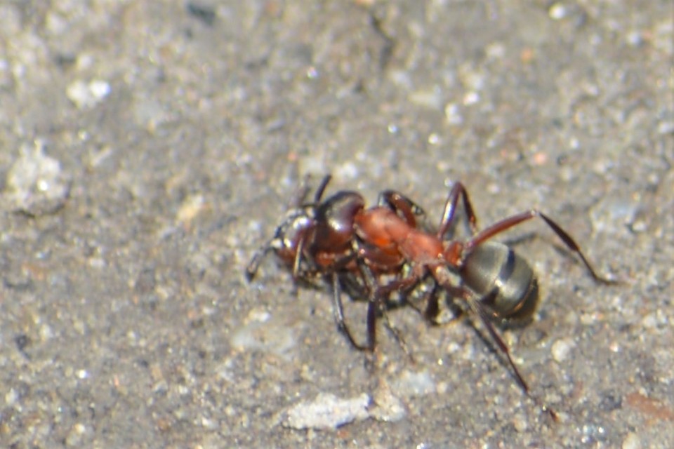 Formica sanguinea - vérvörös rablóhangya