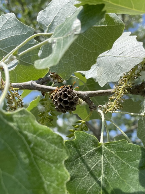 Polistes dominulus - déli papírdarázs