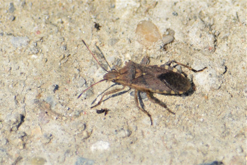Ceraleptus gracilicornis - tüskéslábú karimáspoloska