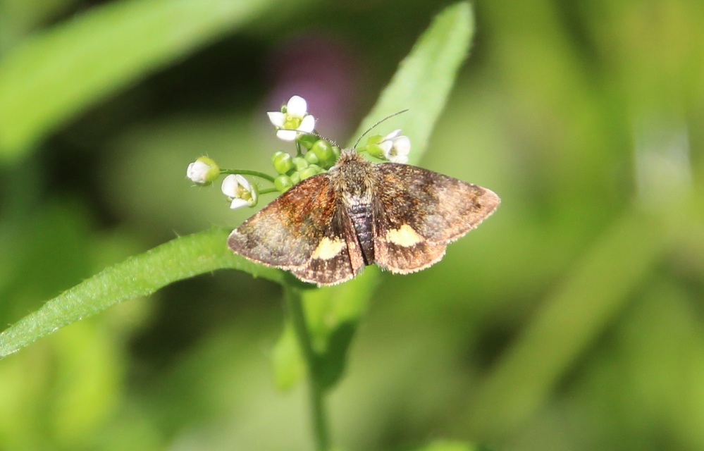Panemeria tenebrata - apró sárgabagoly