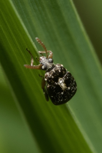 Bruchus Bruchus