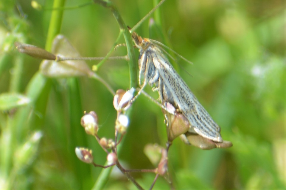 Thisanotia chrysonuchella - tavaszi fűgyökérmoly