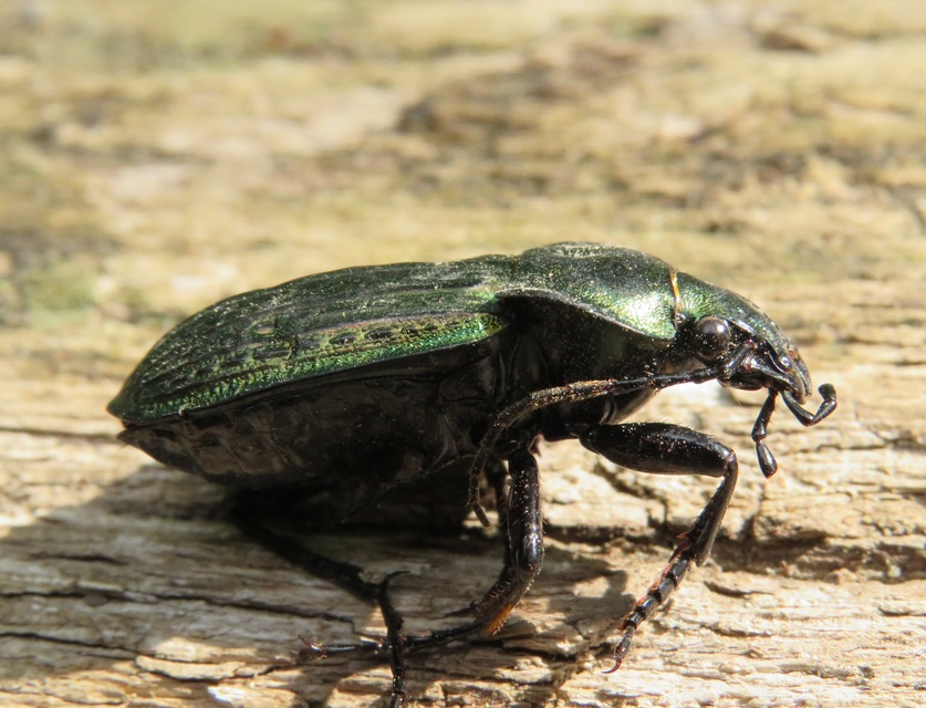 Carabus ulrichii - rezes futrinka Carabus ulrichii - rezes futrinka