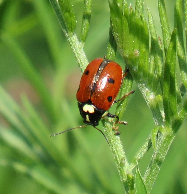 Cryptocephalus cordiger - szíves zömökbogár