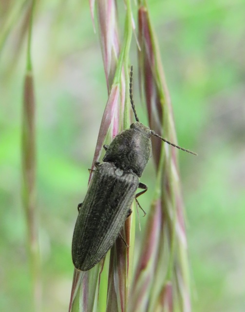 Cidnopus pilosus - szőrös pattanó