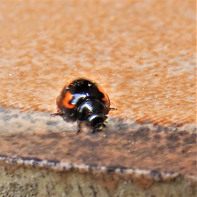 Exochomus quadripustulatus - négyfoltos szerecsenkata