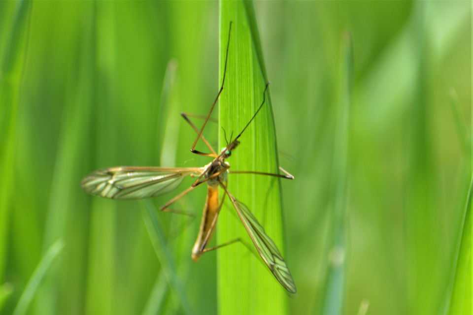 Tipula vernalis
