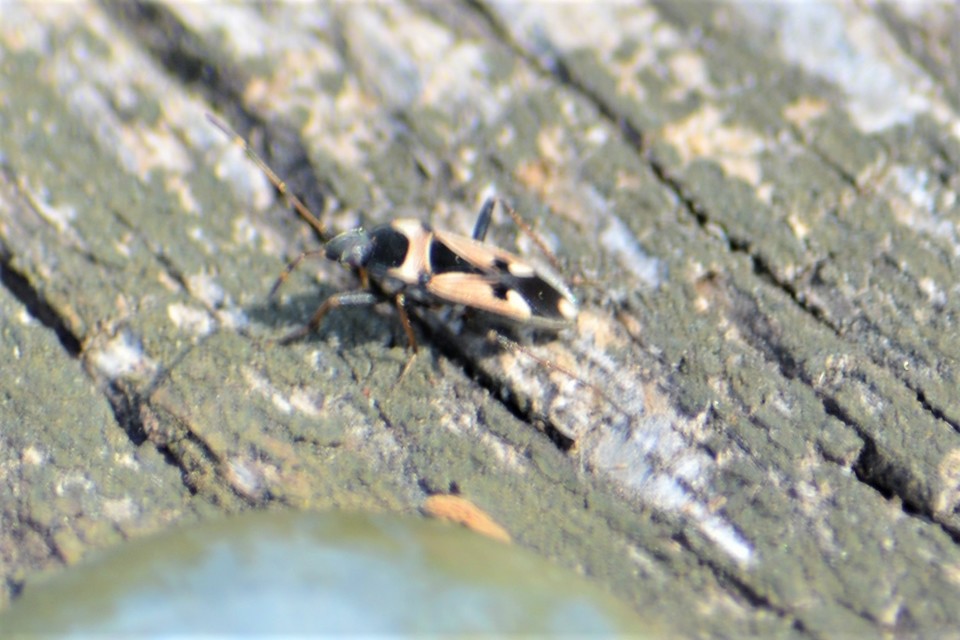 Raglius confusus