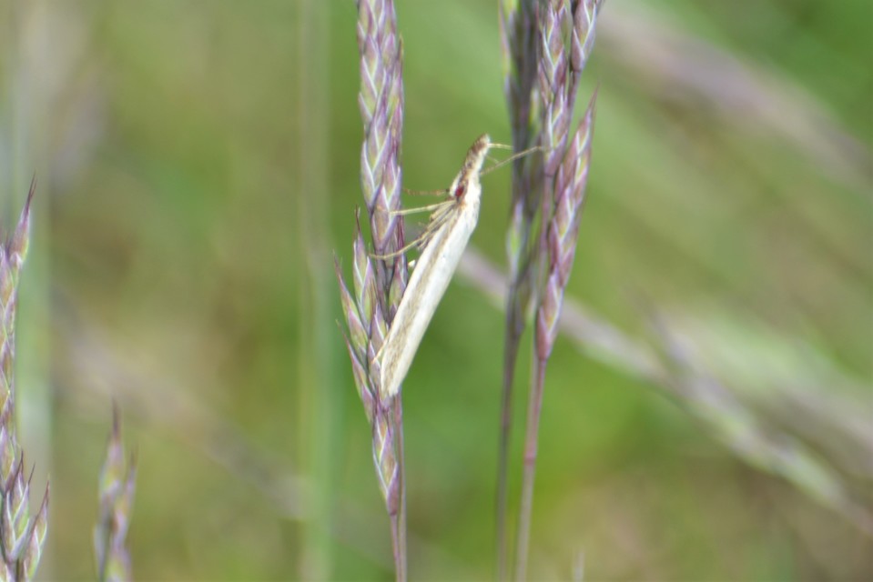 Pleurota