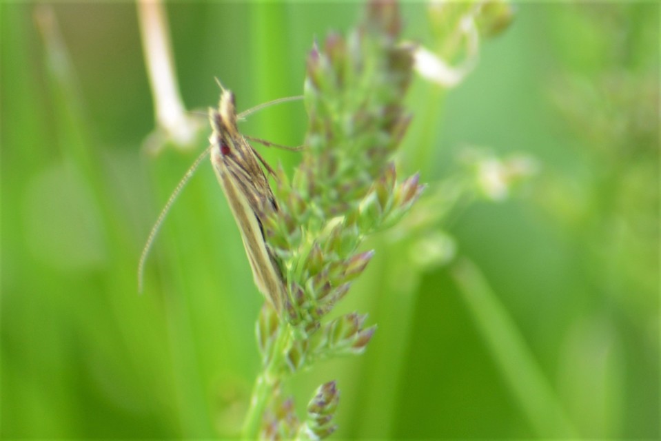 Pleurota