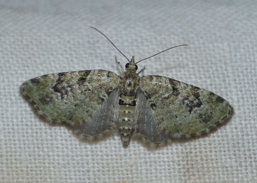 Chloroclystis v-ata - zöldes törpearaszoló