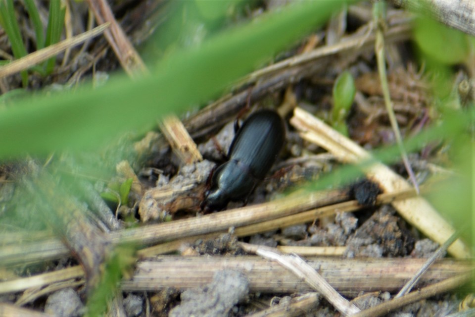 Ophonus cribricollis - fekete bársonyfutó
