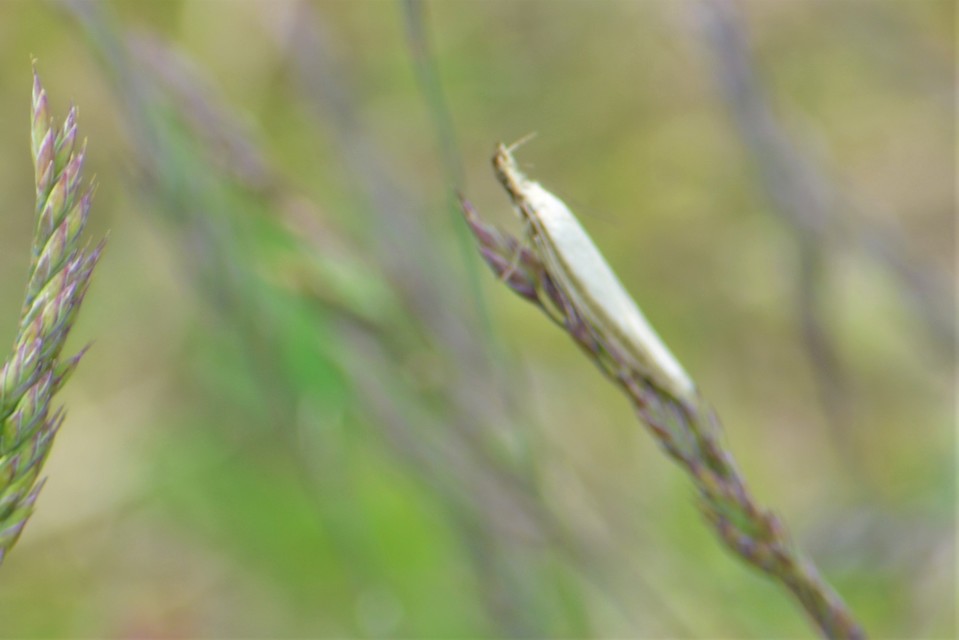 Pleurota