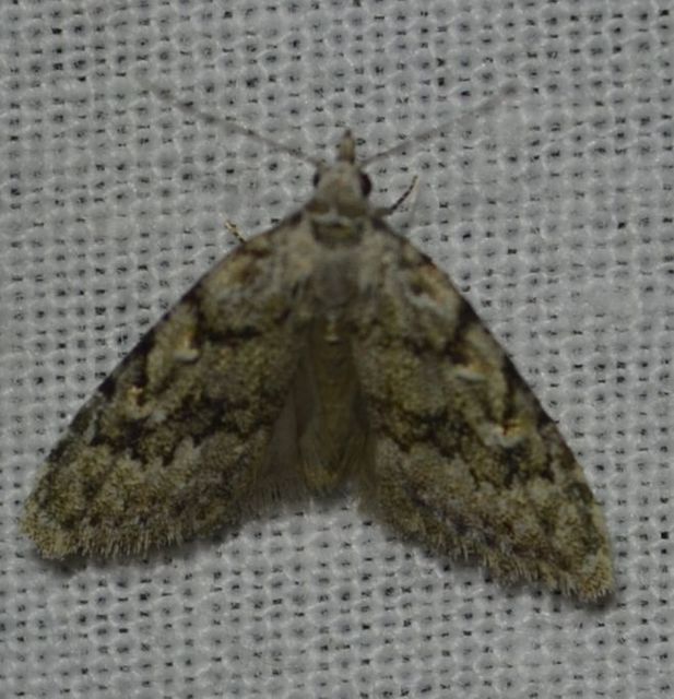 Nola cicatricalis - szürke pamacsosszövő