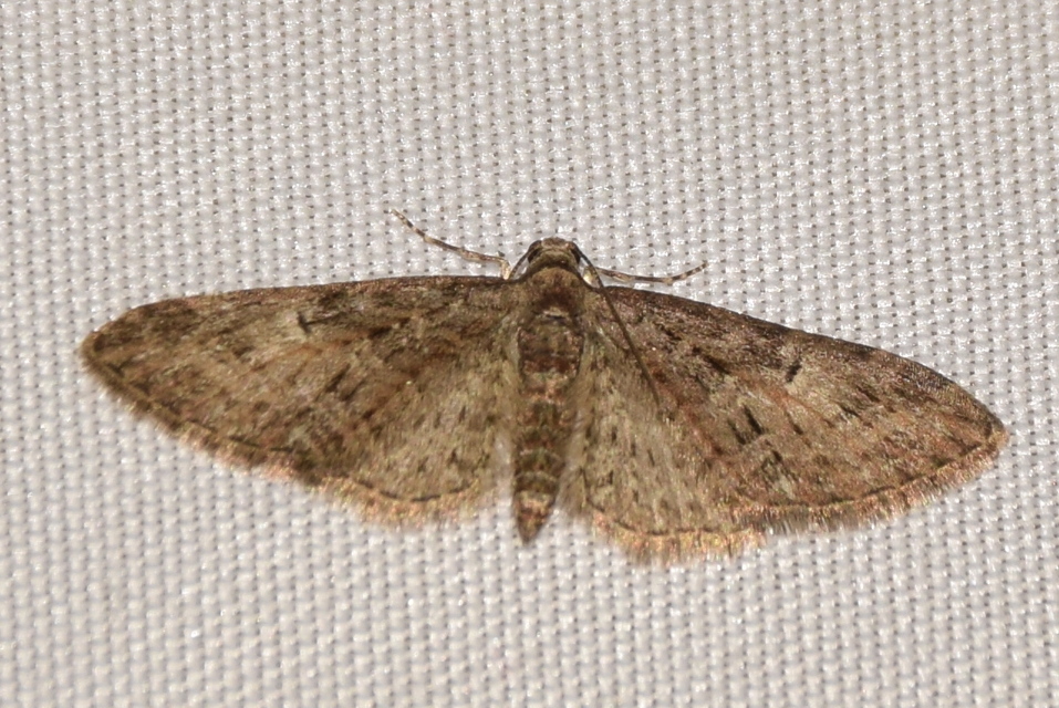 Eupithecia abbreviata - korai törpearaszoló