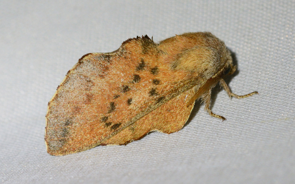 Phyllodesma tremulifolia - nyárlevélpohók
