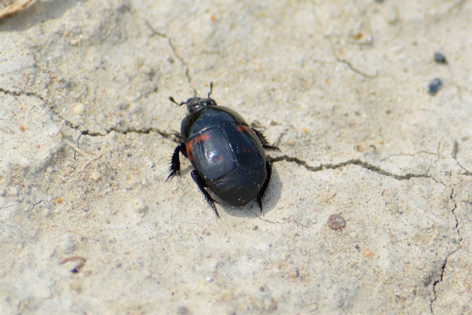 Hister quadrimaculatus - közönséges sutabogár