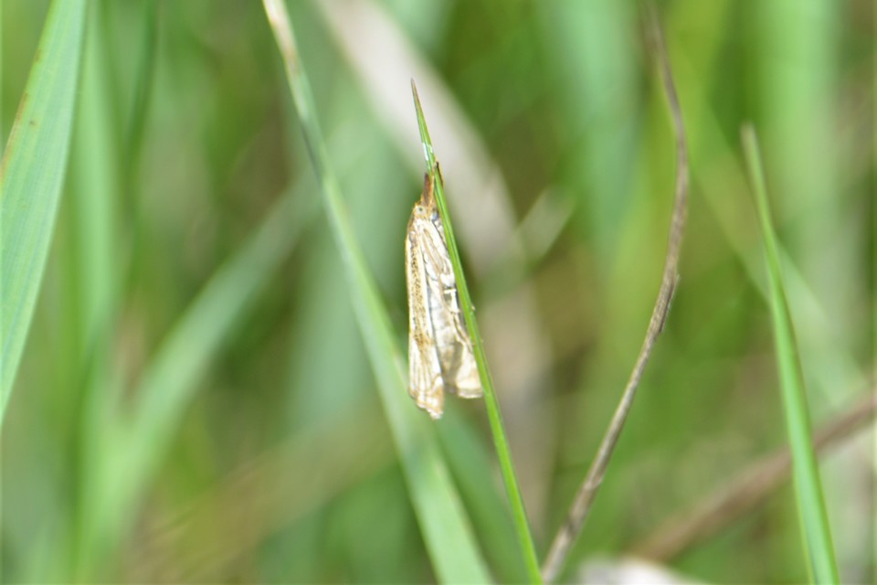 Thisanotia chrysonuchella - tavaszi fűgyökérmoly