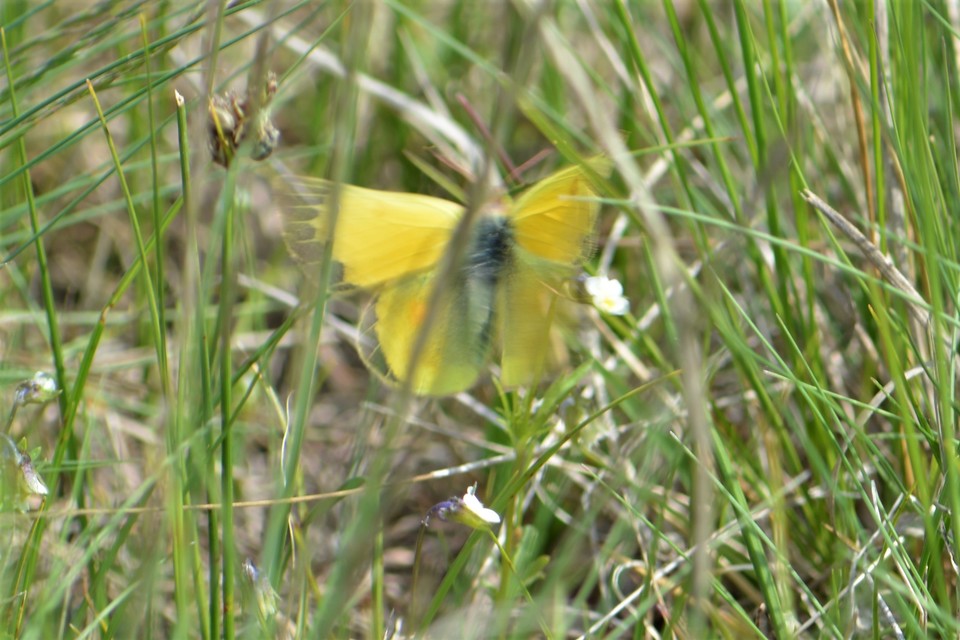 Colias chrysotheme - dolomit-kéneslepke