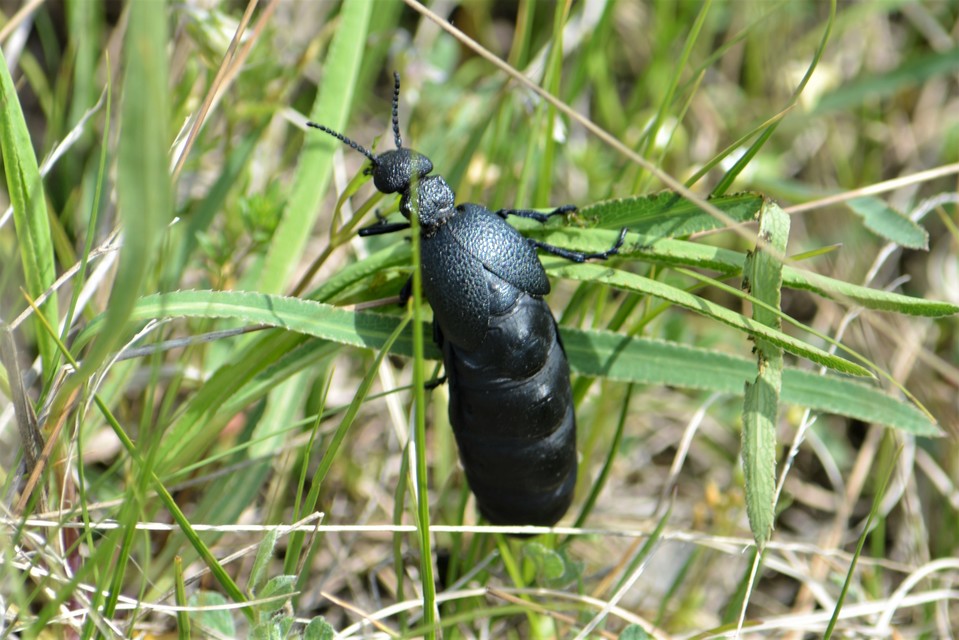 Meloe cicatricosus - óriásnünüke
