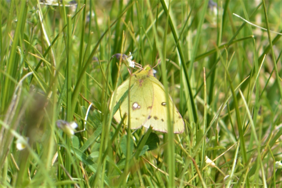 Colias chrysotheme - dolomit-kéneslepke