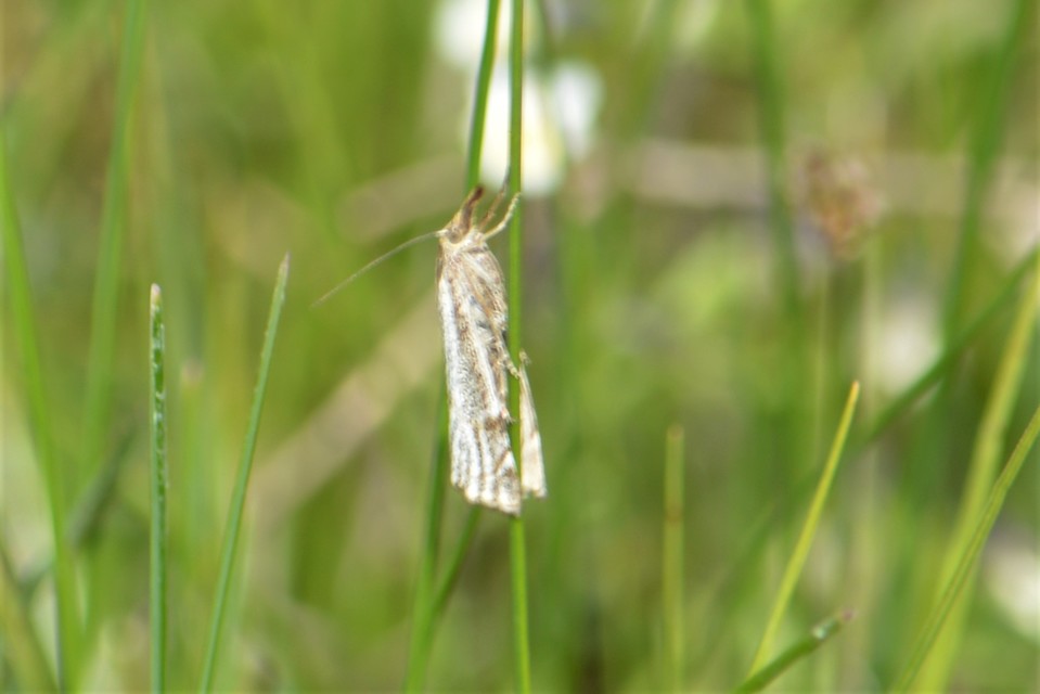 Thisanotia chrysonuchella - tavaszi fűgyökérmoly