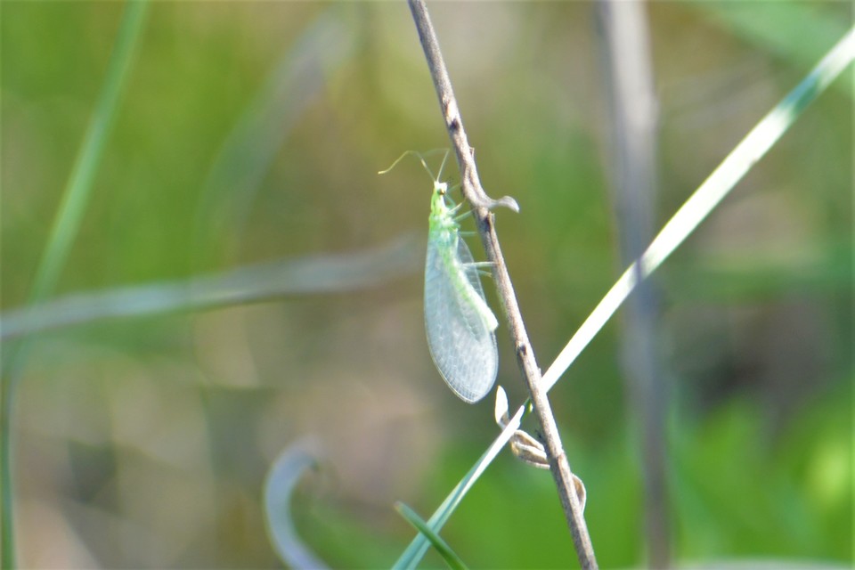Chrysopidae - zöldfátyolkák