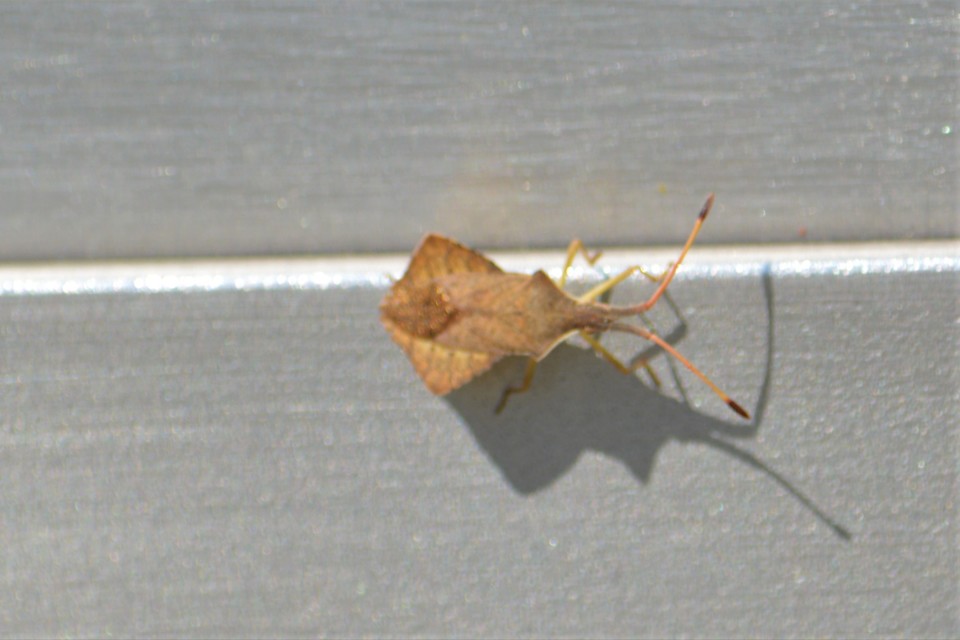 Syromastus rhombeus - vitorlás karimáspoloska