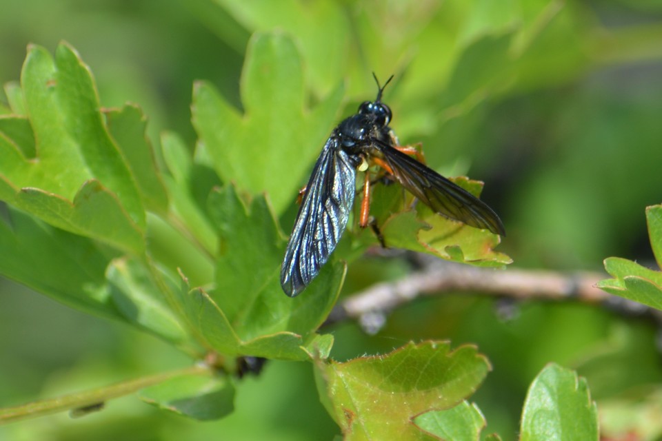 Dioctria oelandica - piroslábú héjalégy