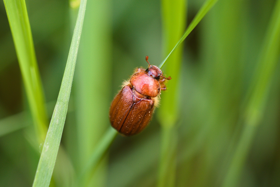 Holochelus aequinoctialis - tavaszeleji cserebogár