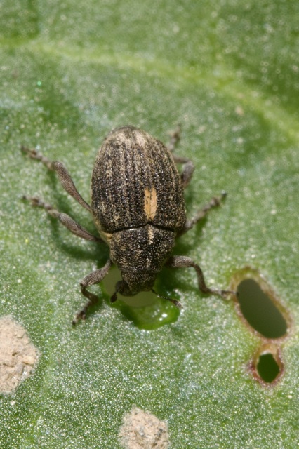 Rhinoncus leucostigma - vöröslábú sóskaormányos