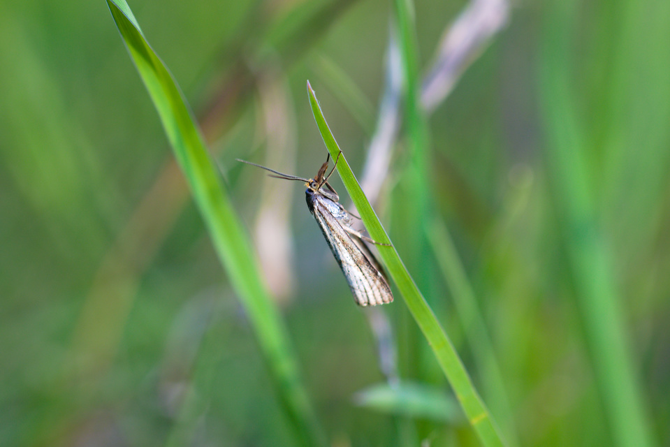Thisanotia chrysonuchella - tavaszi fűgyökérmoly