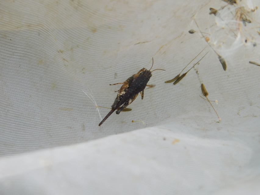 Tetrix subulata - közönséges tövishátúsáska