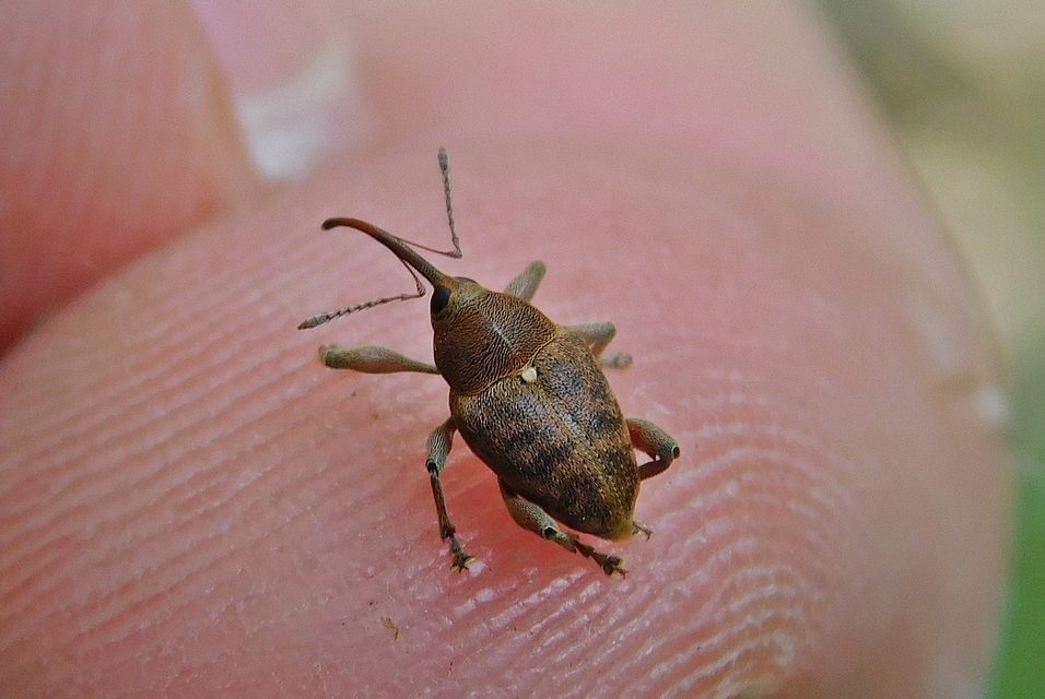 Curculio glandium - tölgymakkzsuzsóka